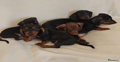 Dachshund dogs - Advert 4