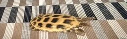Tortoise reptiles for sale: Horse field tortoise in Dudley - Advert 4