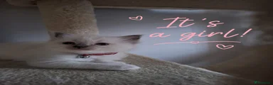 Ragdoll 2
