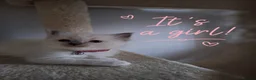 Ragdoll cats for sale: Beautiful Ragdoll kittens - Advert 2