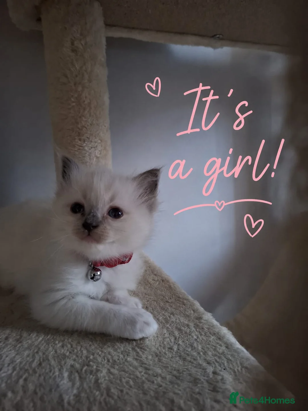 Ragdoll cats for sale: Beautiful Ragdoll kittens - Advert 2