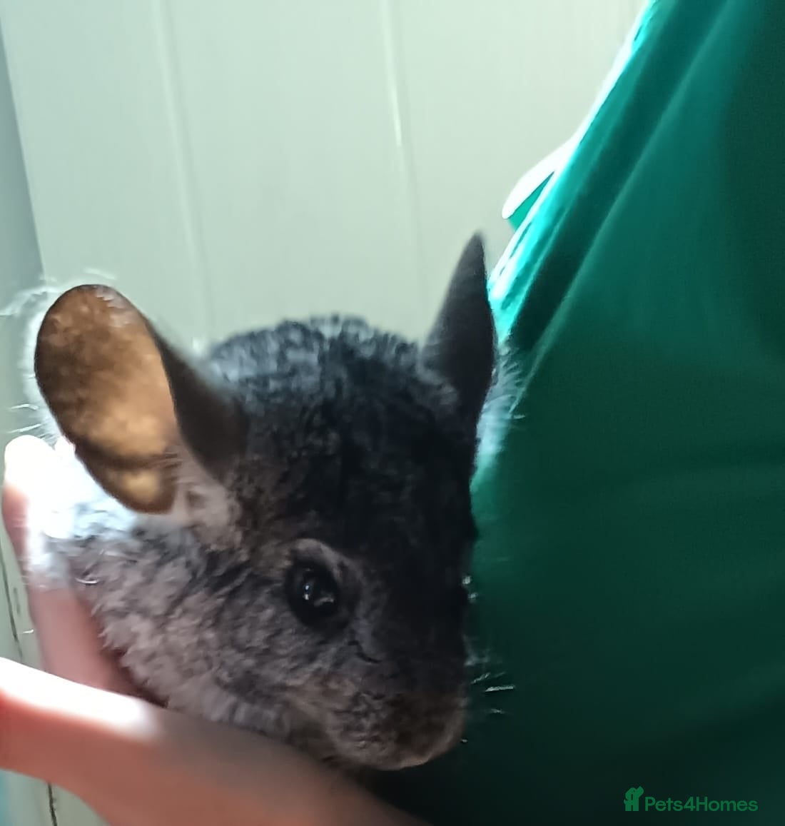 Chinchilla rodents Baby chinchillas - Advert 12