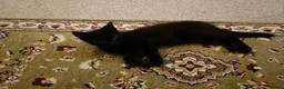 Mixed Breed cats for sale: boy and girl kitten - one black, one white + black - Advert 4