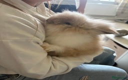 Lionhead rabbits for sale: lionhead still available 19/09/2025 - Image 2