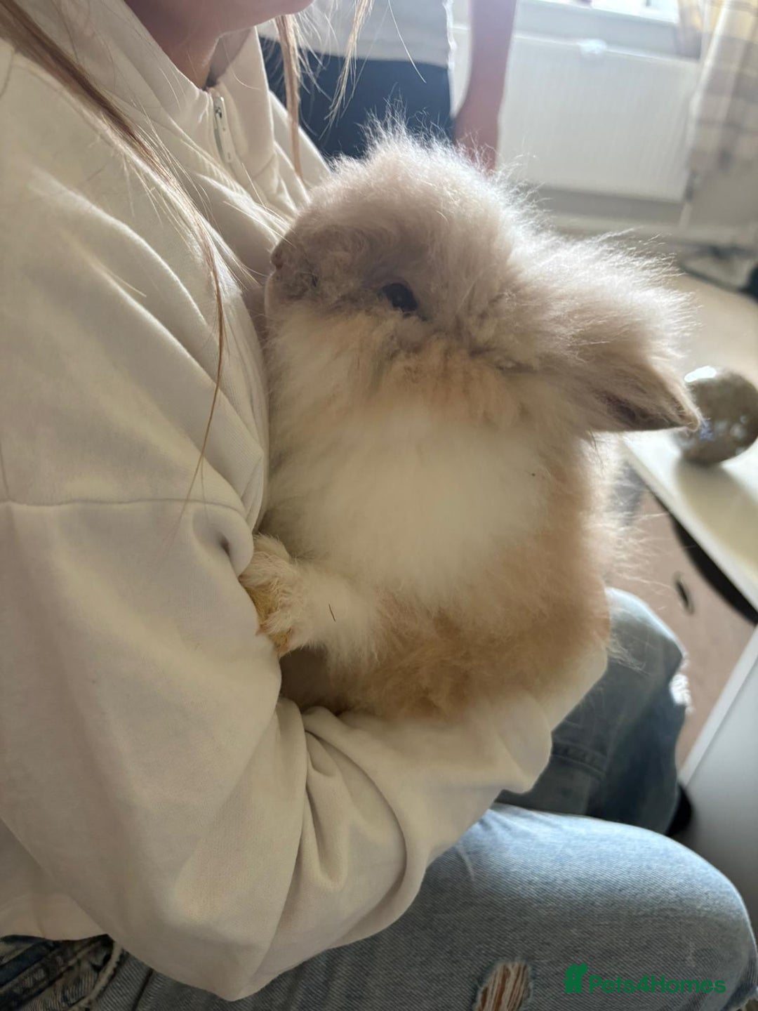 Lionhead rabbits for sale: lionhead still available 19/09/2025 - Image 2