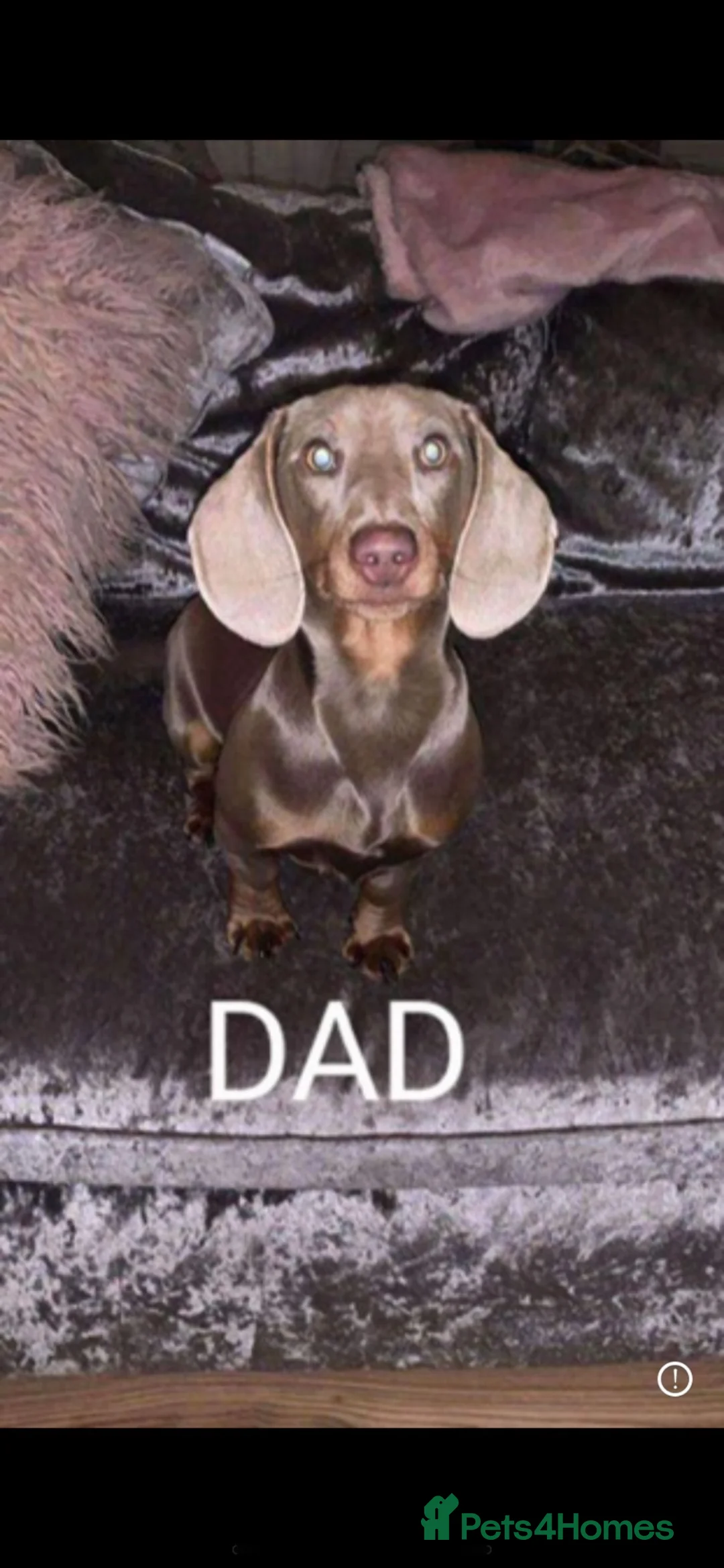 Dachshund dogs for stud: Isabel miniture dachshund KC registered  - Advert 2