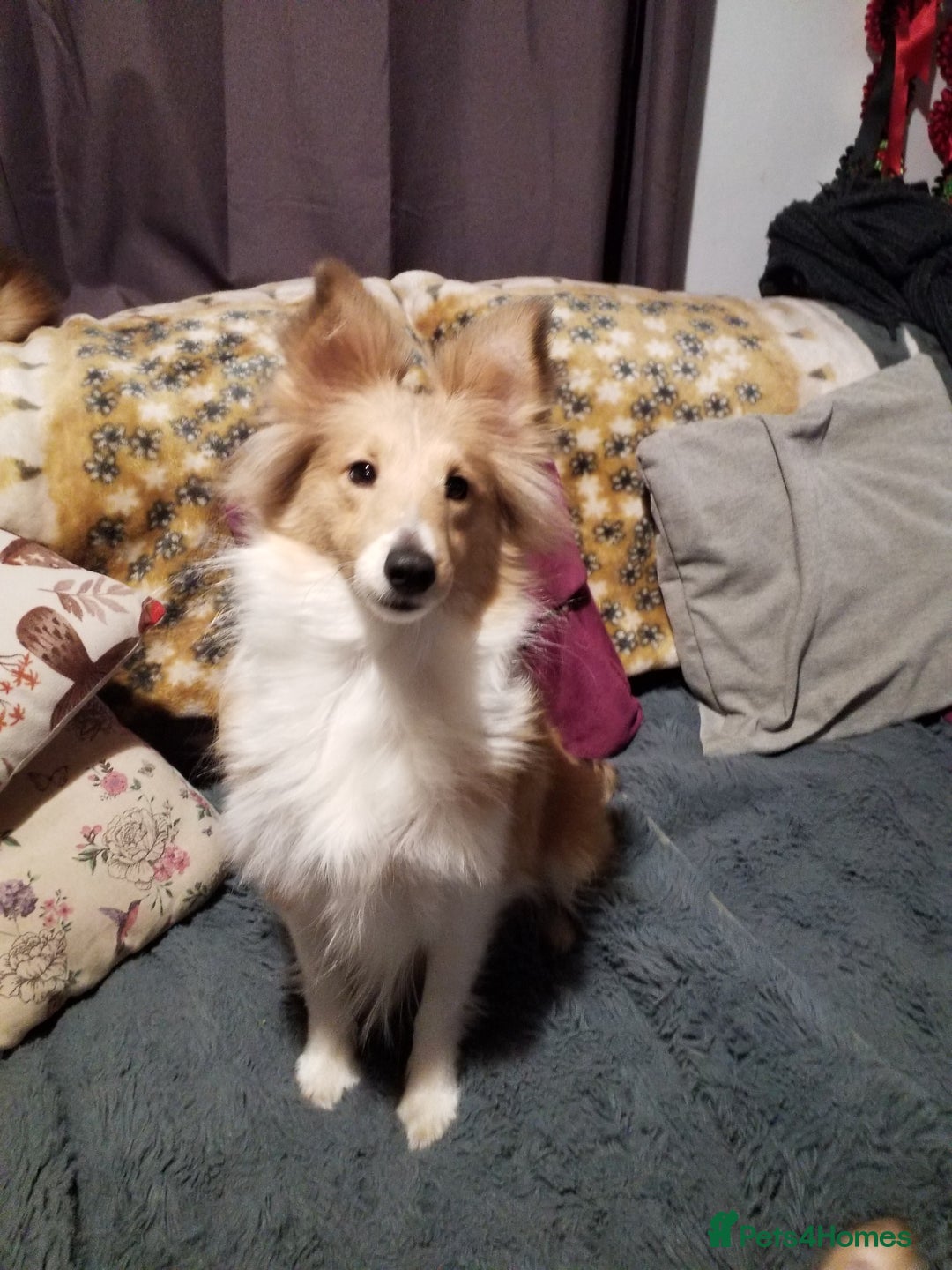 Shetland Sheepdog dogs for sale: For sale  - Advert 2