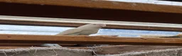 Lovebirds birds for sale: Lovebirds for sale! 🦜 - Advert 12