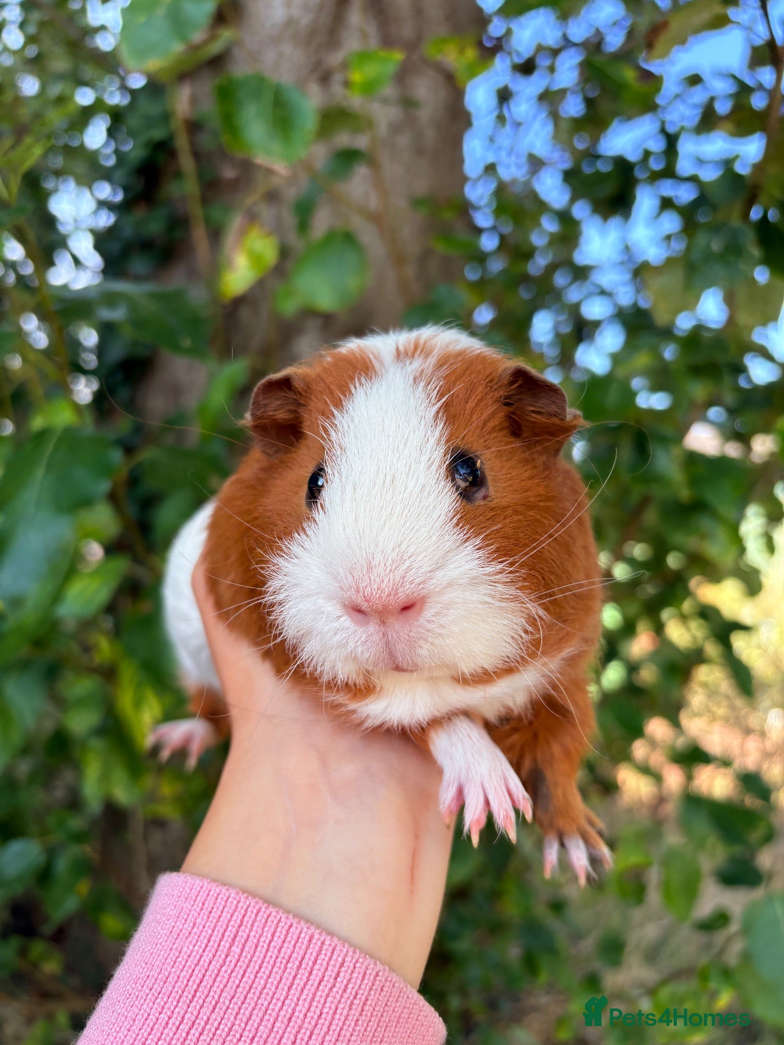 Guinea Pig rodents LOTS of Friendly baby Boys 🩵 - Advert 1