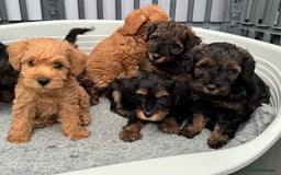 Schnoodle dogs for sale: F1 Puppy schnoodles - Image 7