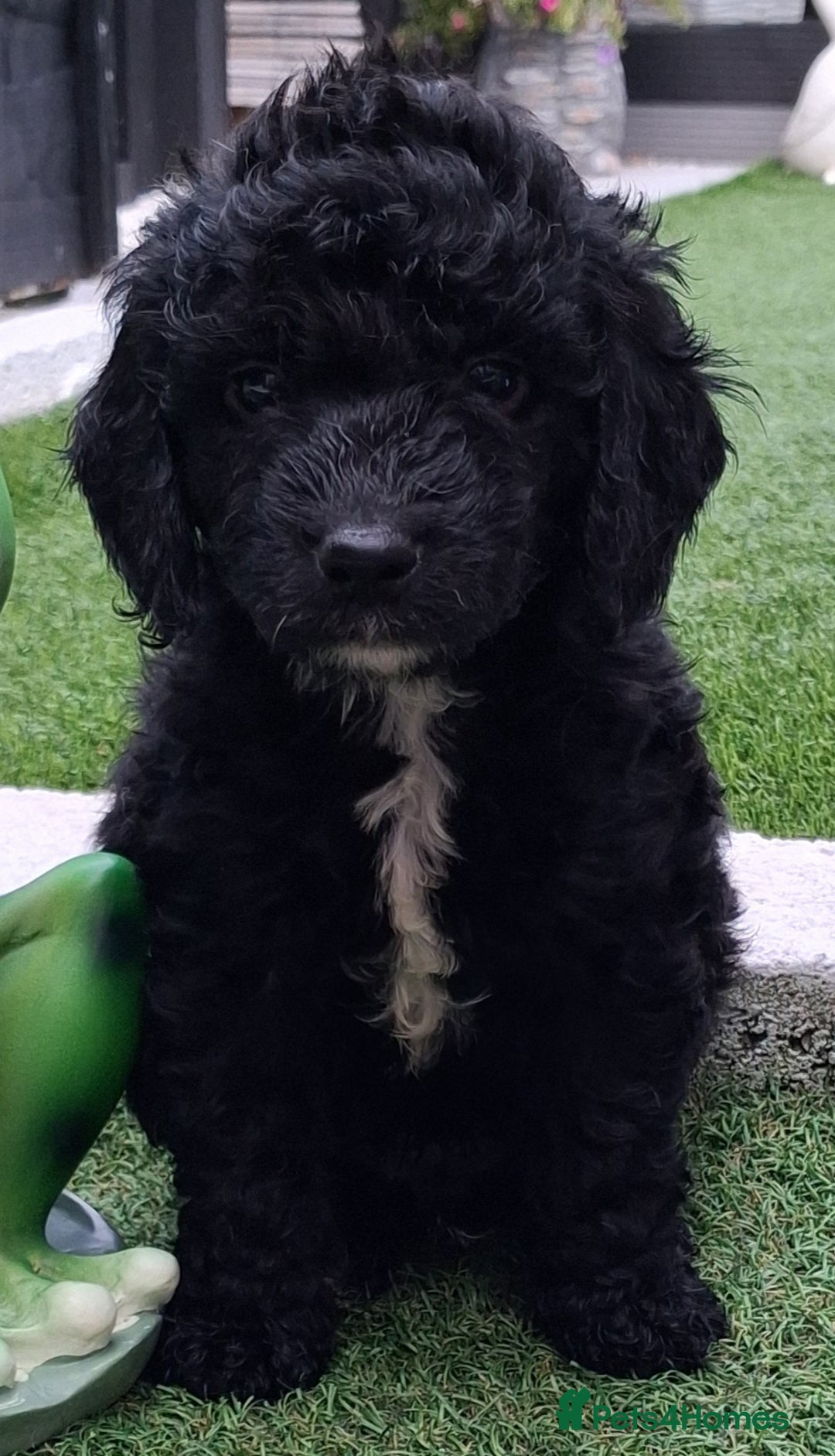 Cockapoo dogs for sale: ** BEAUTIFUL LITTER OF COCKAPOOS ** - Image 10