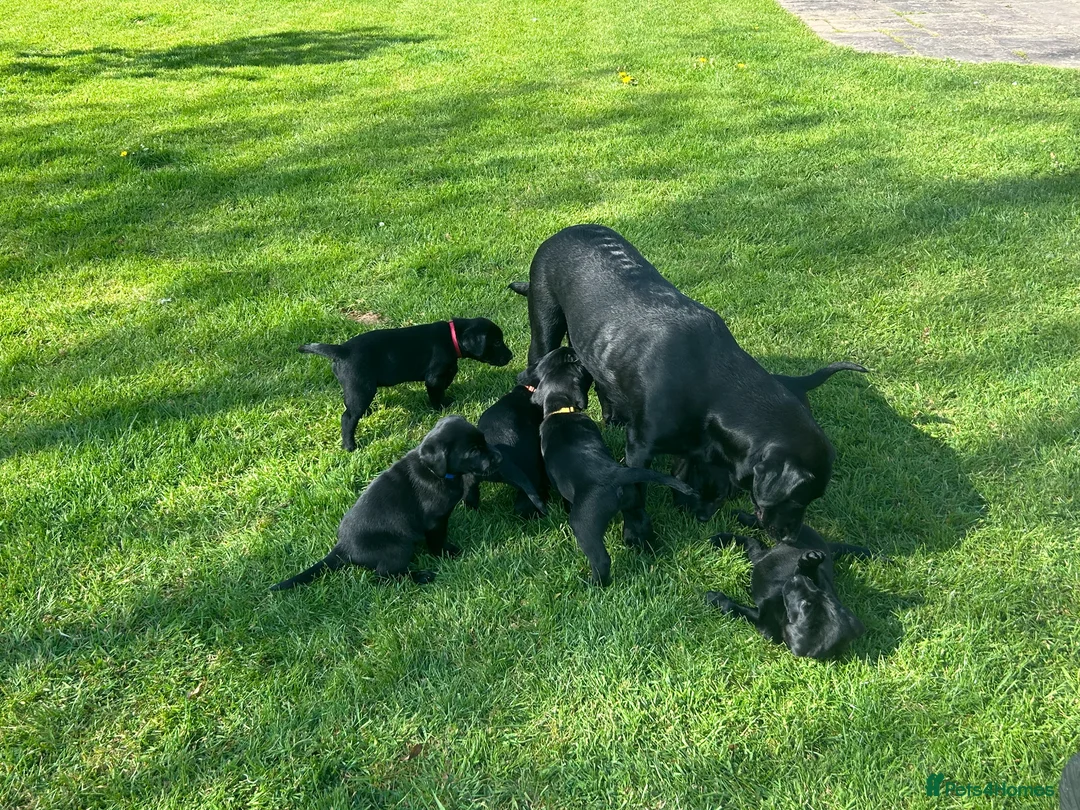 Labrador Retriever dogs for sale: Beautiful Black Labrador Puppies for Sale - Advert 10