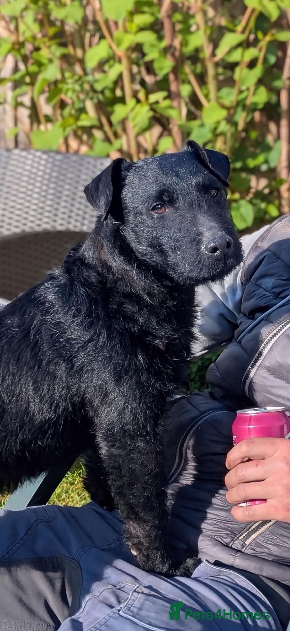 Patterdale Terrier dogs Male patterdale terrier - Advert 1