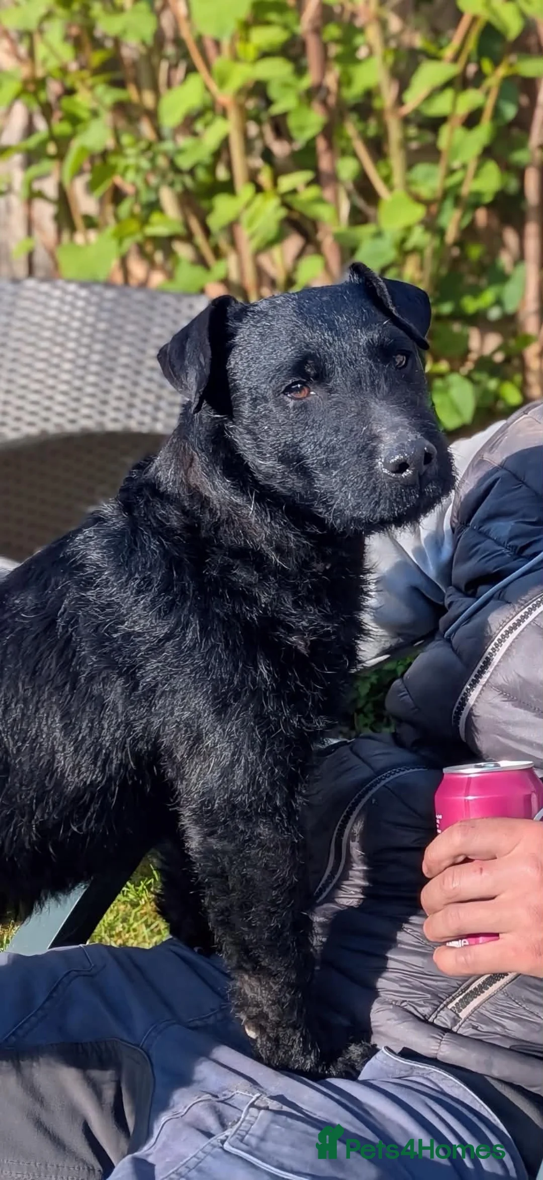 Patterdale Terrier dogs for sale: Male patterdale terrier - Advert 1