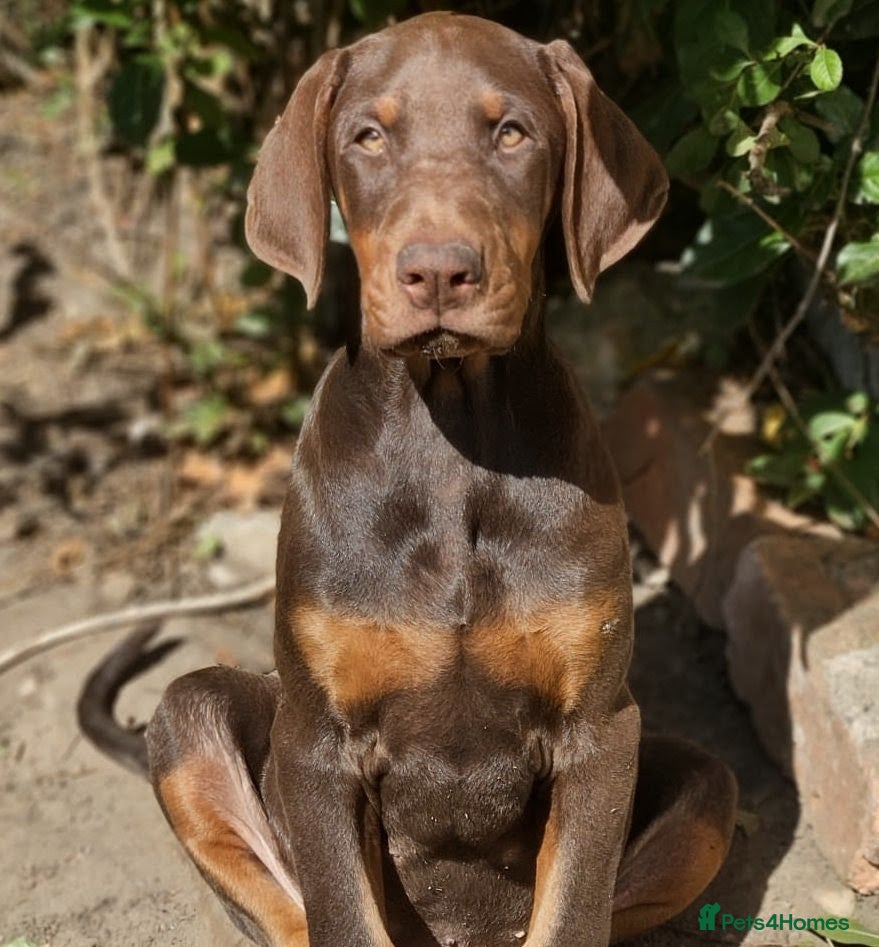 Dobermann dogs 🔥Ready Now ! 🏆 🐾 - Advert 2