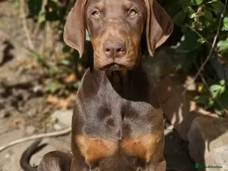 Dobermann dogs 🔥Ready Now ! 🏆 🐾 - Advert 2