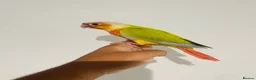 Conures birds for sale: Hand reared conures for sale  - Advert 14