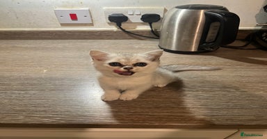 Scottish Fold cats - Advert 12