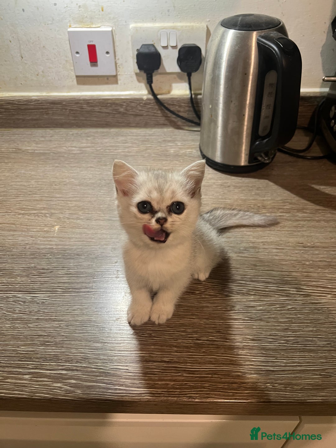 Scottish Fold cats for sale: Scottish Fold Kittens Ready for Loving Homes - Image 2