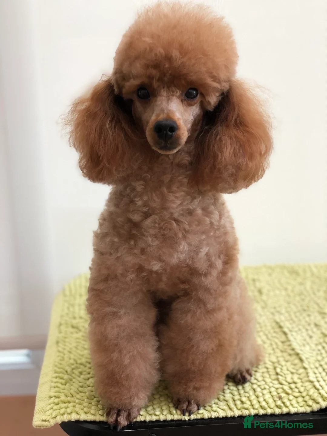 Miniature Poodle dogs for stud: Crufts Qualified Poodle Stud in Nottingham - Advert 2
