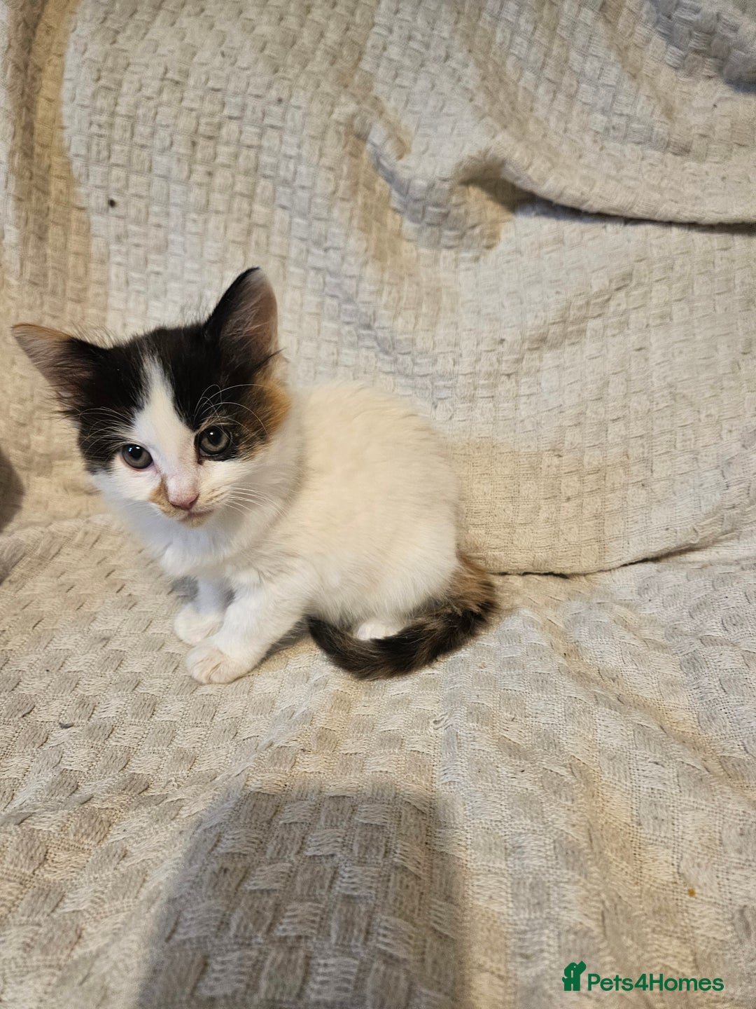 Mixed Breed cats for sale: 8 lovely kittens for sale - Image 12