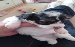 Mixed Breed dogs for sale: Adorable puppies  - Image 9
