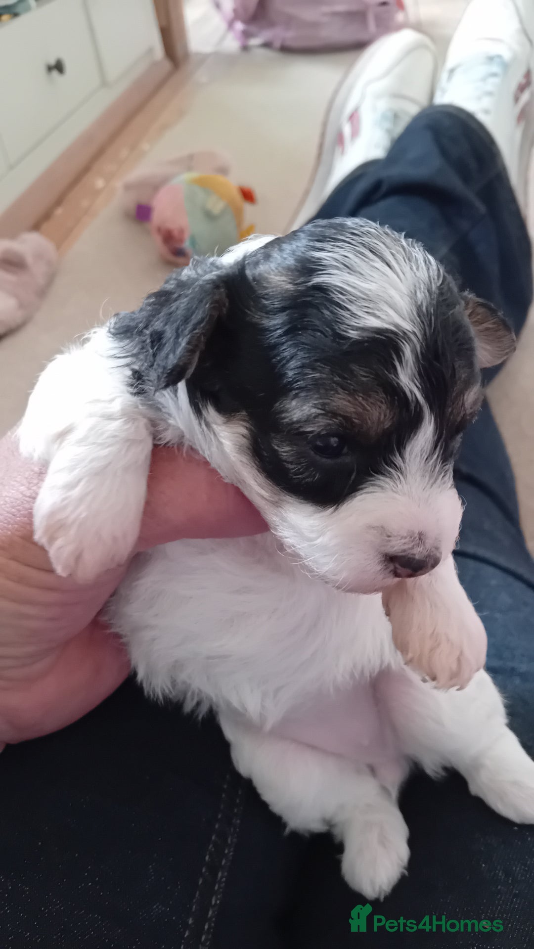 Mixed Breed dogs for sale: Adorable puppies  - Image 9