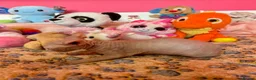 Sphynx cats for sale: Beautiful Sphynx Kittens – Ready 5th October - Advert 15