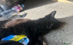 Maine Coon cats for sale: Maine Coon Brother  - Advert 3