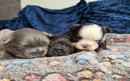 French Bulldog dogs for sale: Fluffy frenchies 🐶 - Image 3