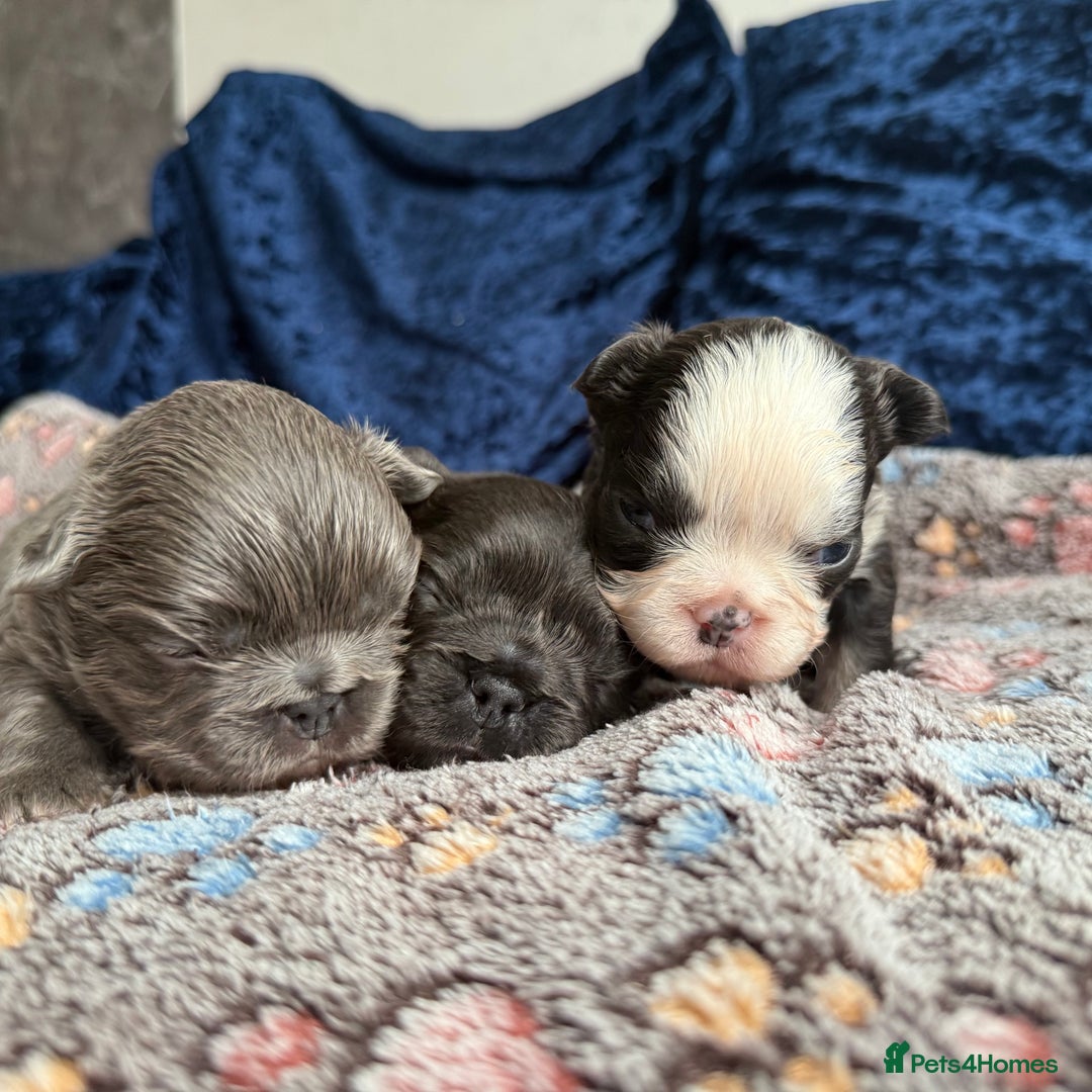 French Bulldog dogs for sale: Fluffy frenchies 🐶 - Image 3