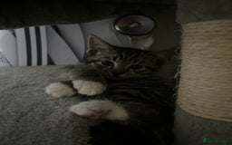 Mixed Breed cats for sale: Kittens for sale  - Image 15
