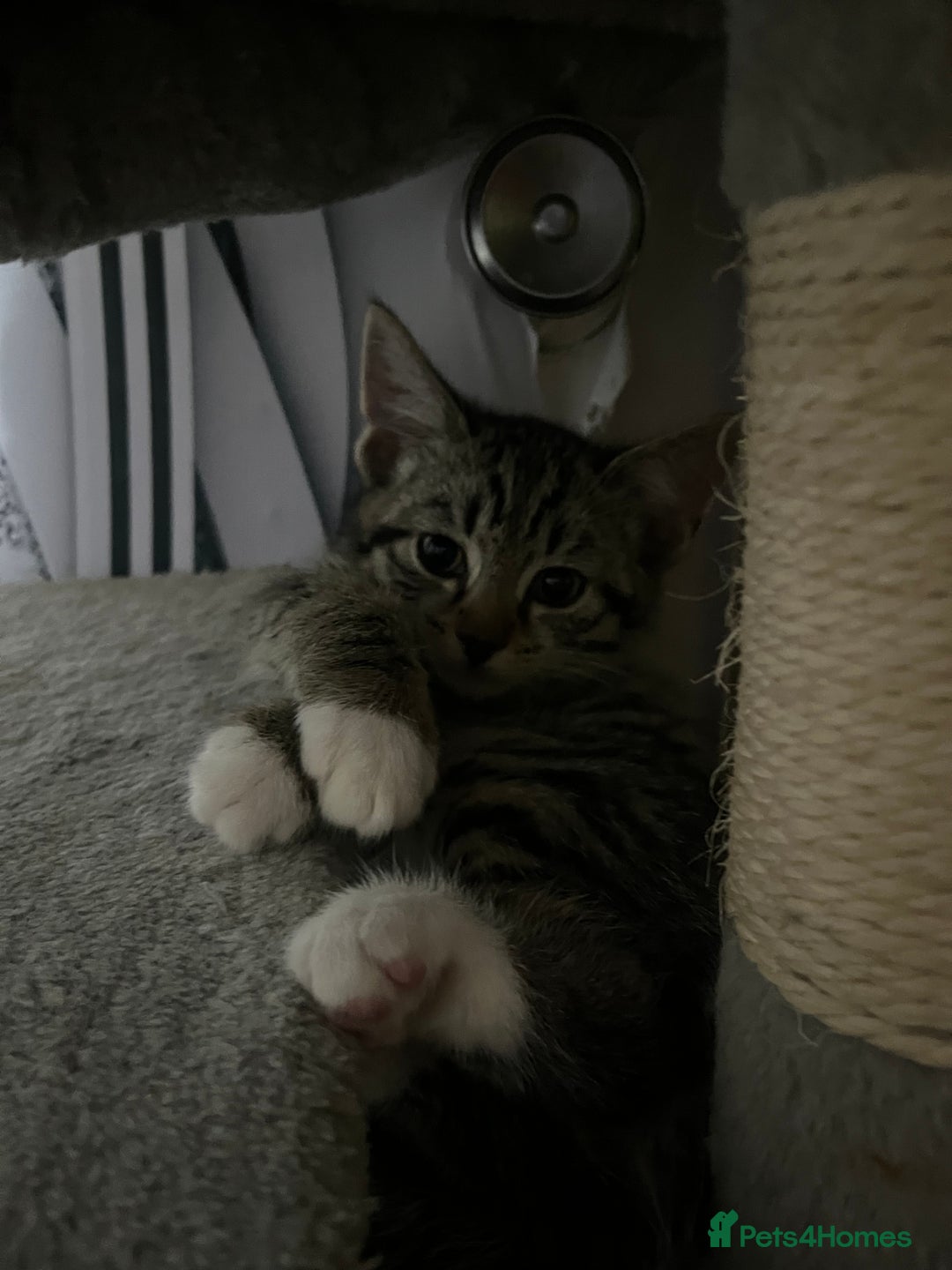 Mixed Breed cats for sale: Kittens for sale  - Image 15