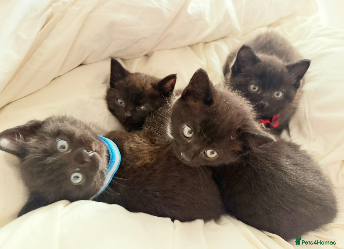 Russian Blue cats Half Russian Blue Kittens - Advert 2