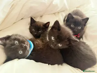 Russian Blue cats Half Russian Blue Kittens - Advert 2