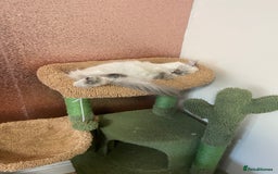 Ragdoll cats for sale: Ragdoll lynx point female kitten 5 months old   - Image 10