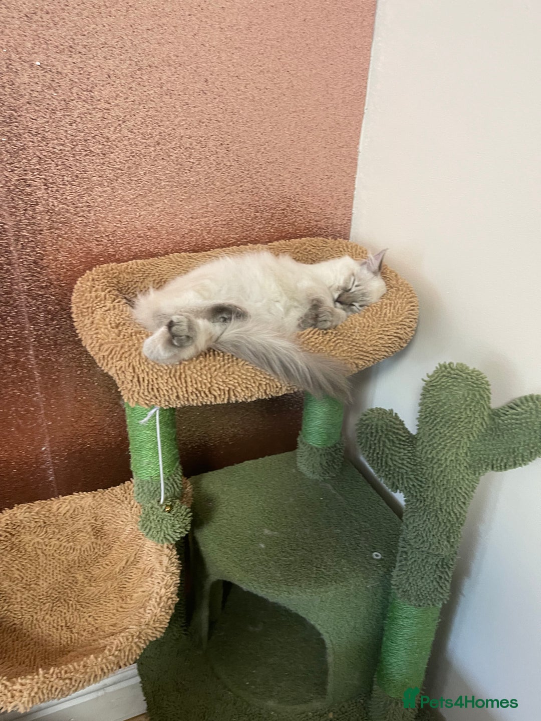 Ragdoll cats for sale: Ragdoll lynx point female kitten 5 months old   - Image 10