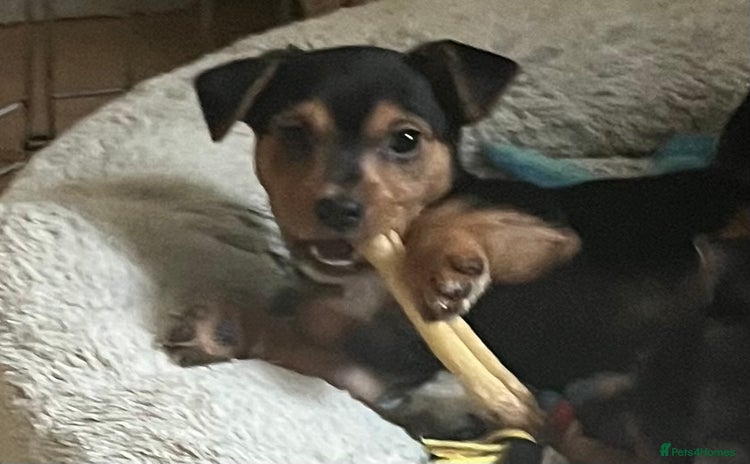 Mixed Breed dogs - Advert 2