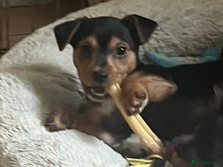 Mixed Breed dogs - Advert 2