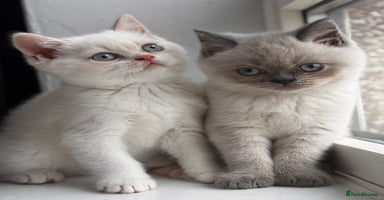 British Shorthair cats - Advert 5