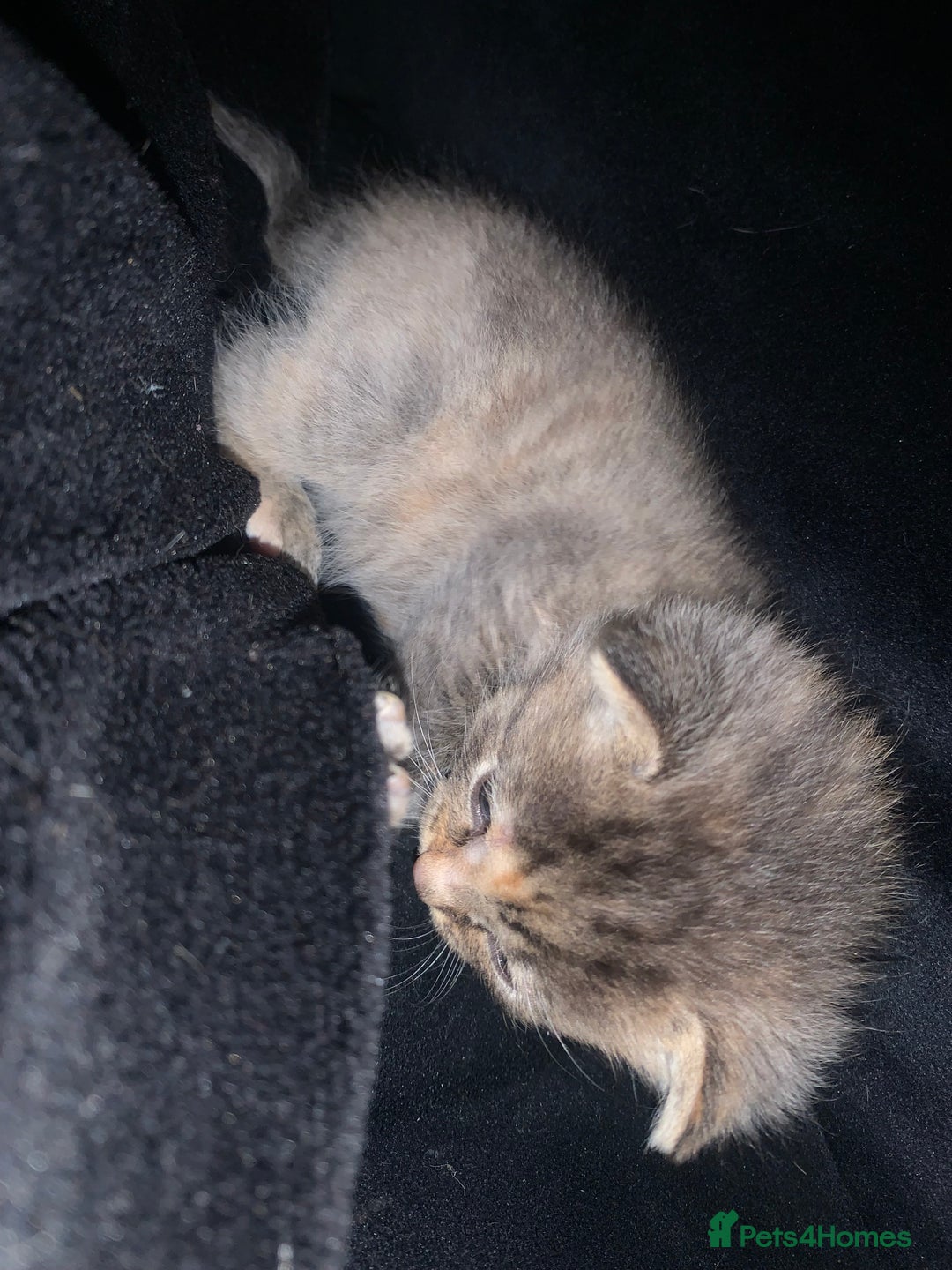 Mixed Breed cats for sale: beautiful kittens grey & ginger tortie and tabby - Advert 10