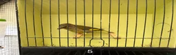 Finches birds for sale: Mutation greenfinches - Advert 5