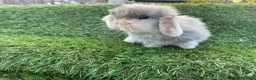 Mini Lion Lop rabbits for sale: Mini Lion Lops for sale  - Advert 3