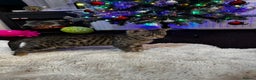 Mixed Breed cats for sale: Tabby 4 M kitten female - Advert 4
