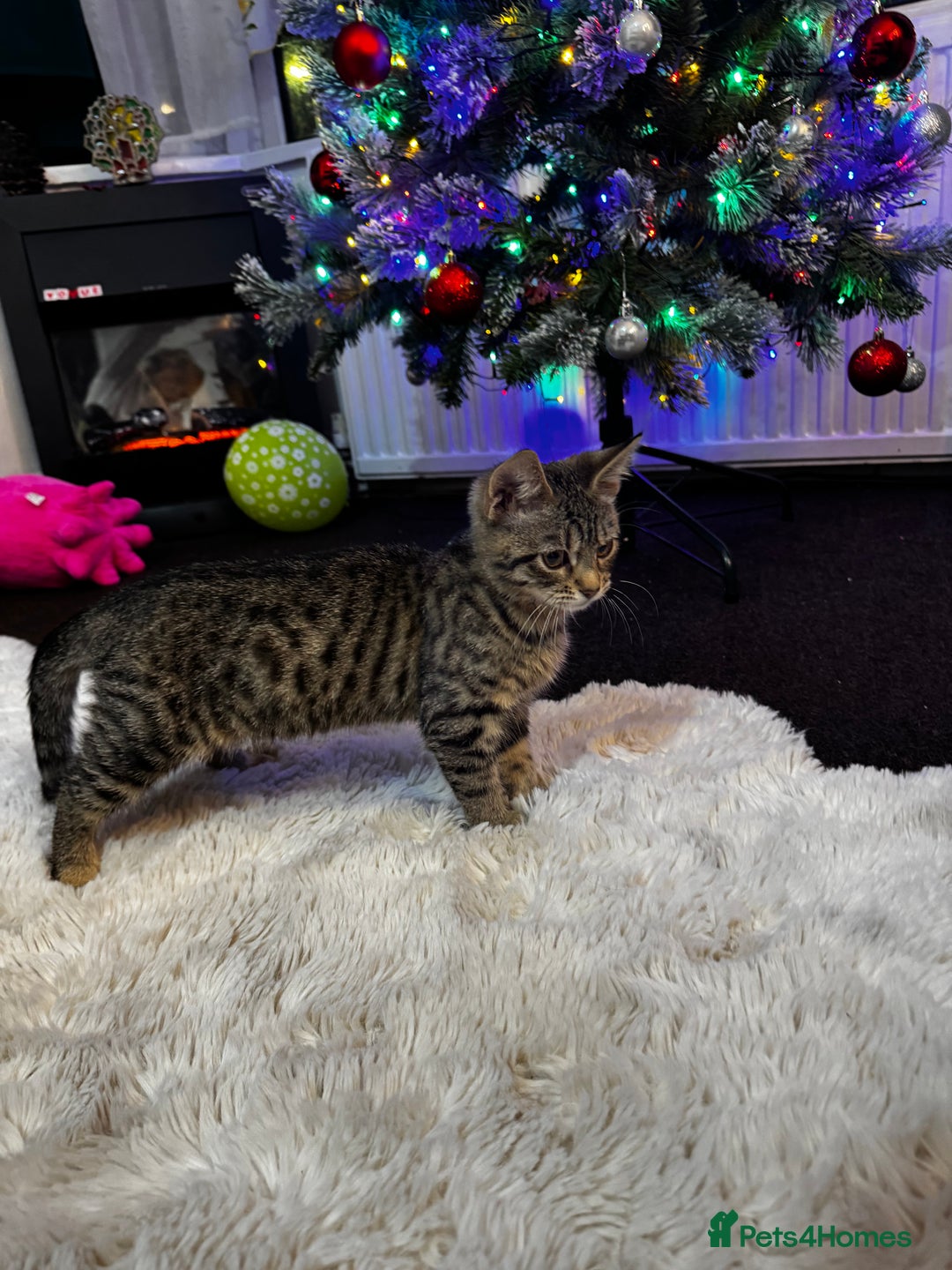 Mixed Breed cats for sale: Tabby 4 M kitten female - Advert 4