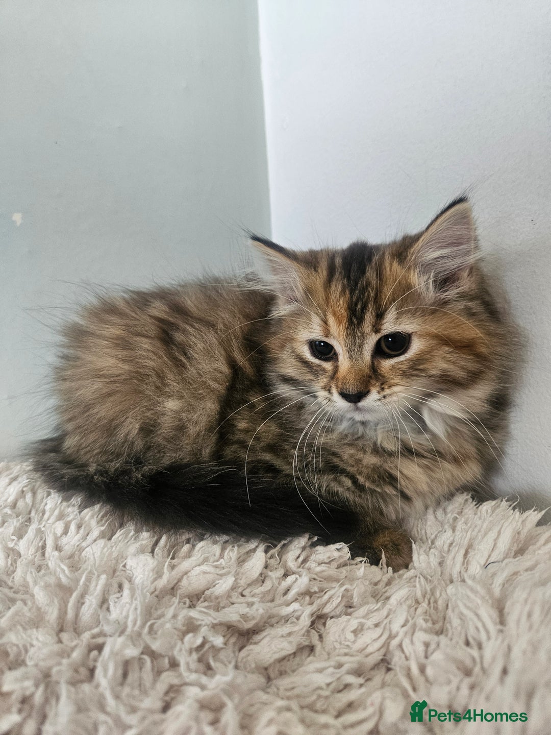 Turkish Angora cats for sale: Turkish Angora kittens - Image 3