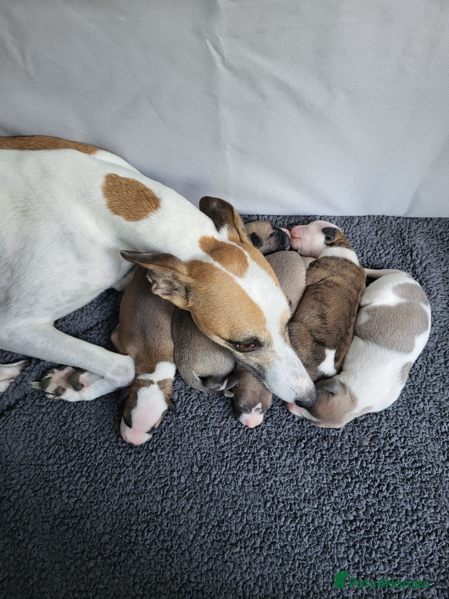 Whippet dogs KC Gorgeous Whippet pups. - Advert 1