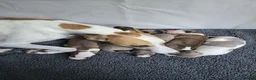 Whippet dogs for sale: KC Gorgeous Whippet pups. - Advert 1