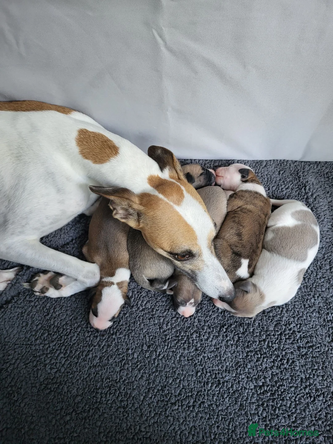 Whippet dogs for sale: KC Gorgeous Whippet pups. - Advert 1