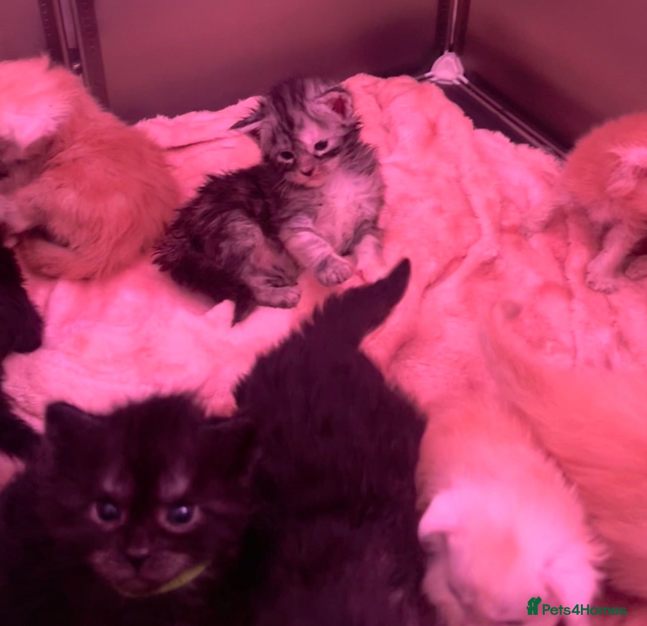 Maine Coon cats TICA REGISTERED MAINE COON KITTENS  - Advert 18